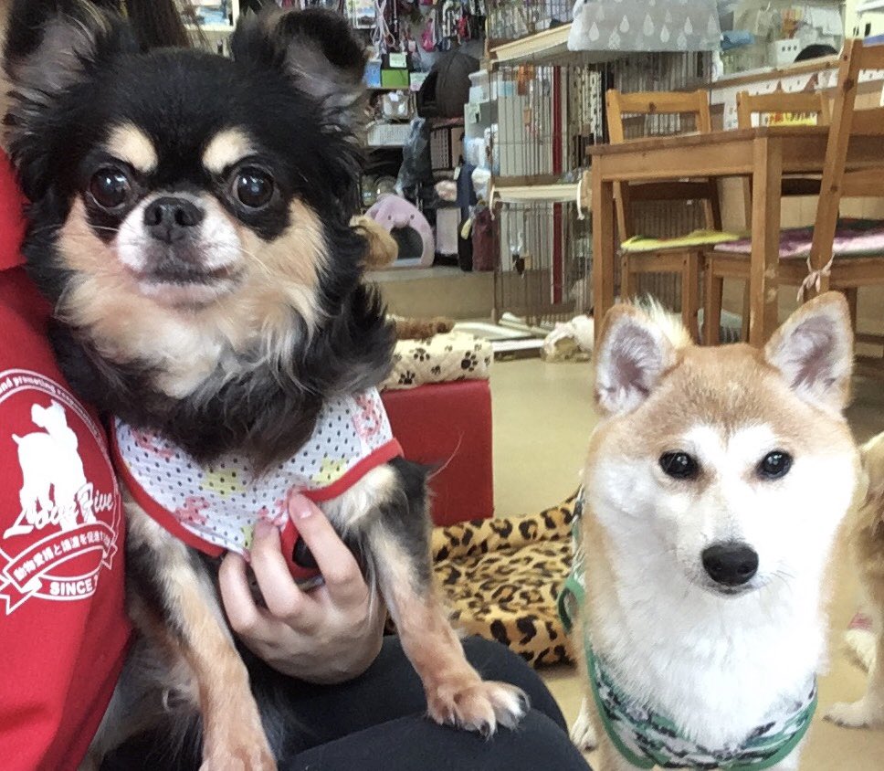 🍉夏休みに保護犬🐶保護猫🐱達の里親になろう✨2019,8,1